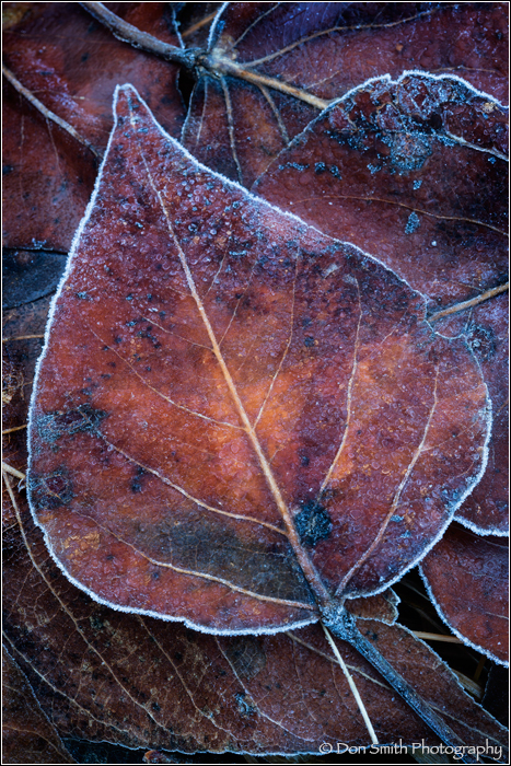 Frosted Aspen Leaf