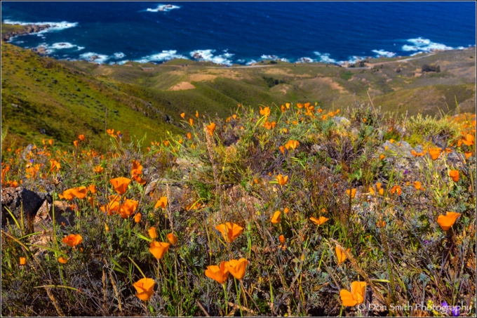 Poppies and Big Sur Coast