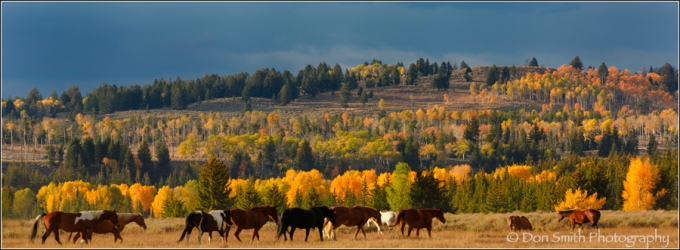 Wild Horses and Fall Color
